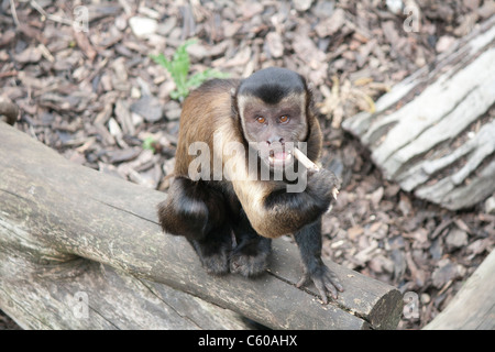 À TOUFFETER (capucin capucin brun/noir/capucins enneigées apella cebus) monkey jouer avec un bâton tout en étant assis sur un journal. Banque D'Images