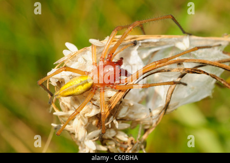 Sac jaune Cheiracanthium punctorium (spider) Banque D'Images