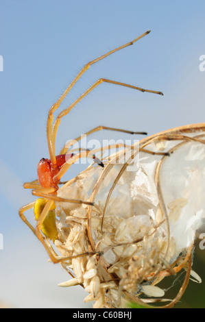 Sac jaune Cheiracanthium punctorium (spider) Banque D'Images