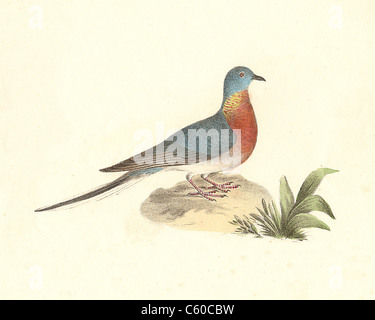 Le Pigeon Sauvage, Tourte (Ectopistes migratoria, Ectopistes migratorius) vintage oiseau lithographie - James De Kay, de zoologie de NY, faune, Oiseaux Banque D'Images