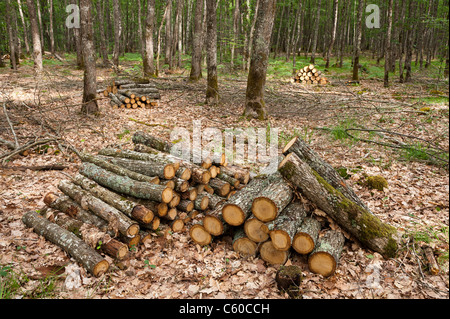 Les piles de bois dans la forêt de Tronçais (03360), Allier, Auvergne, France, Europe Banque D'Images