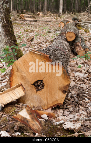 Arbre malade abattu en forêt de Tronçais (03360), Allier, Auvergne, France, Europe Banque D'Images