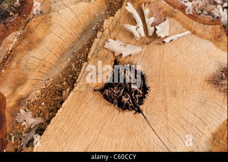 Une souche d'arbre de chêne de malades abattus Banque D'Images