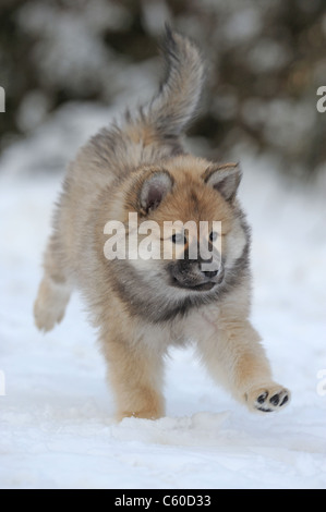 Eurasier, Eurasian (Canis lupus familiaris), chiot d'exécution sur la neige. Banque D'Images