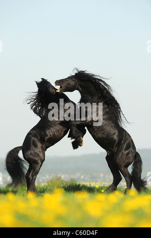 Cheval frison (Equus ferus caballus). Des combats d'étalons. Banque D'Images