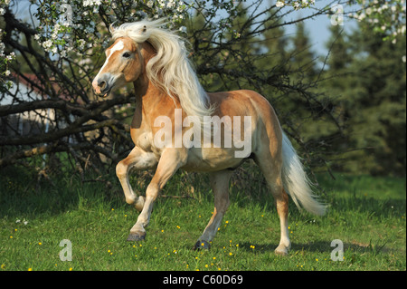 Haflinger le cheval (Equus ferus caballus). Au galop sur un hongre pré. Banque D'Images