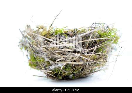 Les oiseaux nichent sur fond blanc Banque D'Images