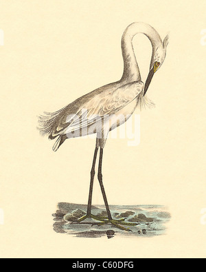 Le White-crested héron, aigrette neigeuse, Snowy Heron (Ardea candidissima, Egretta thula) vintage oiseau lithographie - James De Kay, de zoologie de New York Banque D'Images