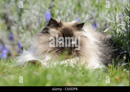 Chat persan, chat domestique (Felis silvestris, Felis catus), femelle adulte couché dans un jardin. Banque D'Images