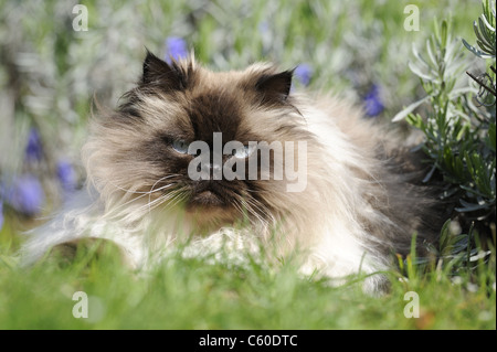 Chat persan, chat domestique (Felis silvestris, Felis catus), femelle adulte couché dans un jardin. Banque D'Images