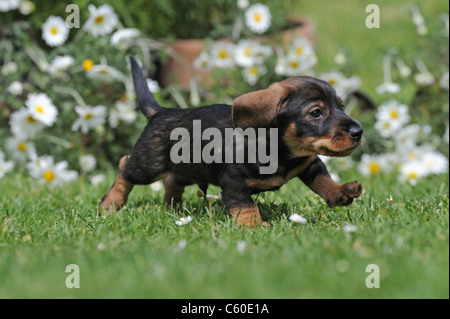 Teckel à poil dur (Canis lupus familiaris). Chiot s'exécutant sur une pelouse dans un jardin fleuri. Banque D'Images