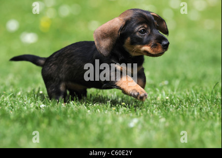 Teckel à poil dur (Canis lupus familiaris). Chiot courir sur une pelouse. Banque D'Images