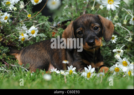 Teckel à poil dur (Canis lupus familiaris). Chiot gisant dans la floraison de marguerites Oxeye dans un jardin. Banque D'Images