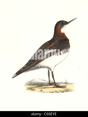 L'hyperboréen, Lobefoot Phalarope à bec, plumage nuptial (Lobipes hyperboreus, Phalaropus lobatus) vintage oiseau lithographie, oiseaux de Kay Banque D'Images