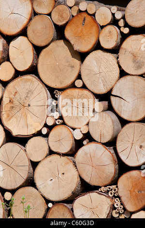 Pile de bois rond qui est utilisé pour un habitat aux insectes de la faune, England, UK Banque D'Images