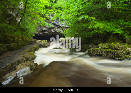 Mellte rivière coulant dans yr Ogof Porth grotte près de Ystradfellte. Le Parc National des Brecon Beacons. Powys. Le Pays de Galles. UK. Banque D'Images