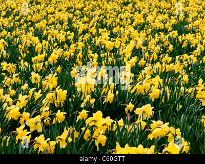 Domaines de jonquilles jaune à Hughenden Manor Gardens et parc, High Wycombe, Buckinghamshire, Royaume-Uni Banque D'Images