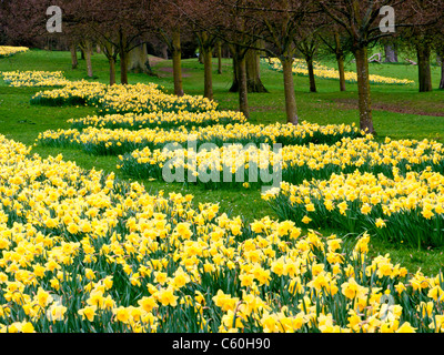 Domaines de jonquilles jaune à Hughenden Manor Gardens et parc, High Wycombe, Buckinghamshire, Royaume-Uni Banque D'Images