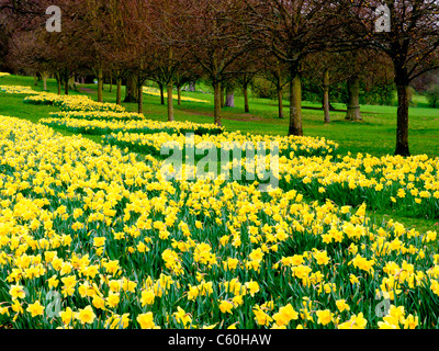 Domaines de jonquilles jaune à Hughenden Manor Gardens et parc, High Wycombe, Buckinghamshire, Royaume-Uni Banque D'Images