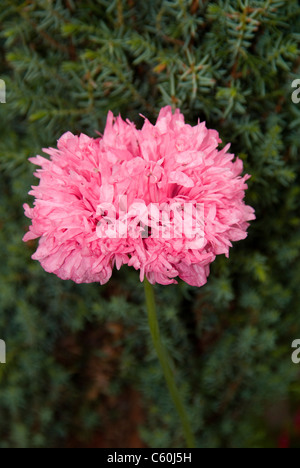 Pavot Pivoine Rose Double Banque D'Images