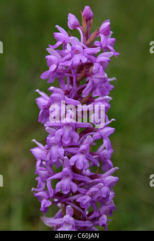 Orchidée parfumée Gymnadenia conopsea, Cumbria, Royaume-Uni Banque D'Images