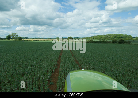 Conduite du tracteur à travers le champ de blé Banque D'Images