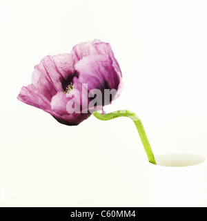 Close up of fleur pourpre Banque D'Images