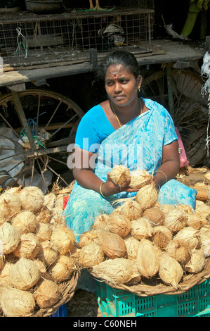 Femme vendant coco marché de fruits et légumes de Tamil Nadu en Inde du Sud Banque D'Images