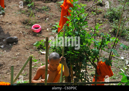 Un jeune bonze buddhist travaillant dans un jardin de cuisine couper du bois faire une haie à Luang Prabang Laos Asie Banque D'Images