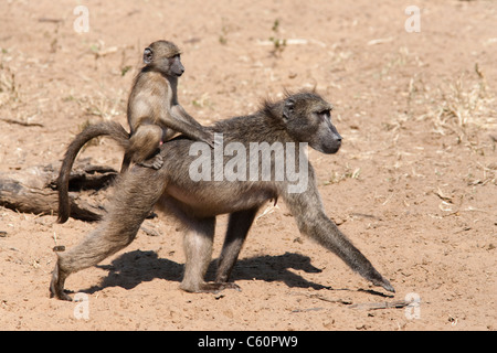 Babouin Chacma, Papio cynocephalus ursinus, transportant les jeunes, Kruger National Park, Afrique du Sud Banque D'Images