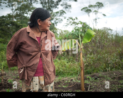 Indigenous Tribal femme travaillant dans les domaines de la jungle amazonienne. Banque D'Images