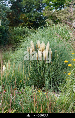 Cortaderia selloana PUMILA Banque D'Images