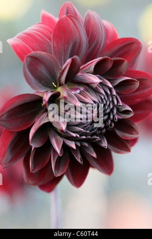 DAHLIA KARMA CHOC Banque D'Images