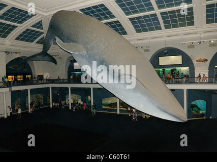 Rorqual bleu lifesize afficher dans le Hall de la vie des océans, American Museum of Natural History, New York City Banque D'Images