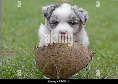 Chiot border collie avec toy Banque D'Images