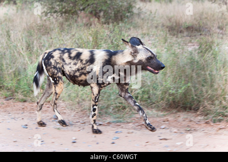 Chien sauvage d'Afrique, Lycaon pictus, chasse femelle alpha, Kruger National Park, Afrique du Sud Banque D'Images