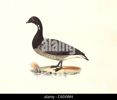 Le Brant ou Brent Goose (anser Branta bernicla bernicla, lithographie d'oiseaux vintage) - James De Kay, de zoologie de New York, New York la faune, Oiseaux, Partie II Banque D'Images