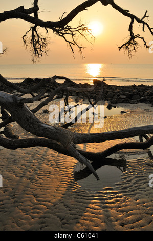 La lumière du matin et le lever du soleil sur la plage Driftwood, Jekyll Island, Géorgie Banque D'Images