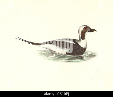 Le Oldwife, Kakawis Long-Tailed Canard (Fuligula glacialis, Clangula hyemalis) vintage oiseau lithographie - James De Kay, de zoologie, New York Banque D'Images