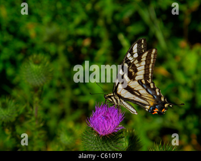 Western Tiger Swallowtail butterfly sur thistle flower Banque D'Images