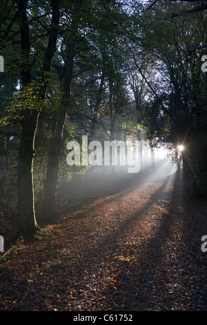 Les rayons du soleil traversant les arbres en forêt d'automne Banque D'Images