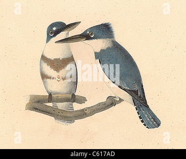 Le Martin-pêcheur (Alcedo alcyon, Megaceryle alcyon) vintage oiseau lithographie - James De Kay, de zoologie, de New York, NY ou la faune, Oiseaux, Partie II Banque D'Images