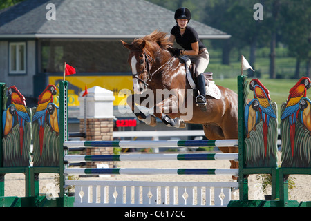 Un cheval et cavalier sautant une clôture au cours d'un spectacle équestre. Banque D'Images