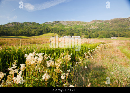 La végétation des marais à côté d'un ruisseau sur la base Brown Farm à Langdale, Lake District, UK. Banque D'Images