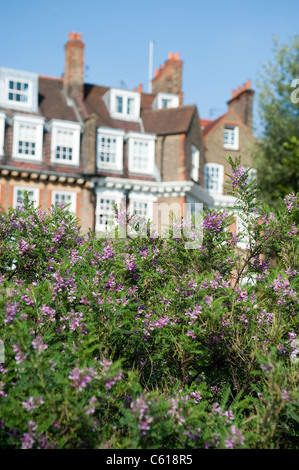 Les plantes au Chelsea Physic Garden de Londres, l'Indigofera heterantha fabaceae Banque D'Images