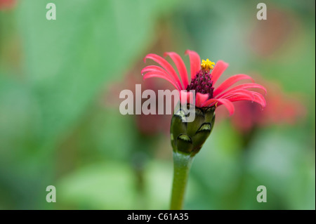 Zinnia tenuifolia. Zinna 'Red Spider' Fleur Banque D'Images