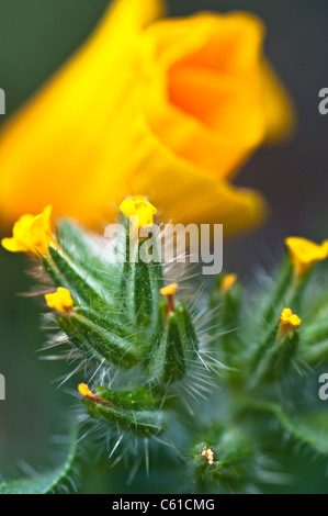 Close up of a desert Fiddleneck plante dans le désert de Sonora, en Arizona Banque D'Images