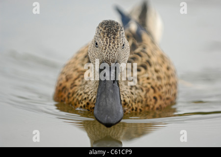 Canard souchet mâle, rouge un canard sauvagine commun du Chili et l'Argentine en Amérique du Sud. Banque D'Images