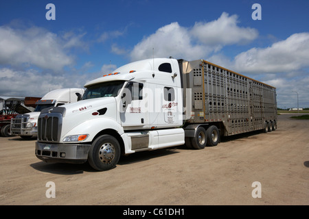 L'élevage semi camions garés à truck stop parking dans les régions rurales du Manitoba canada Banque D'Images