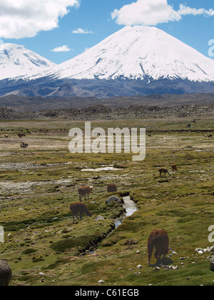 Les alpagas paissant dans/de Vulcan Parinacota, Parque Nacional Lauca, Chili Banque D'Images